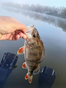 European Perch