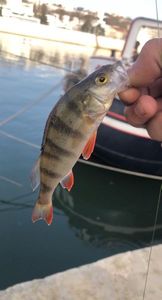 European Perch