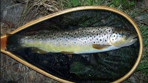 Brown Trout