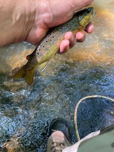 Brown Trout