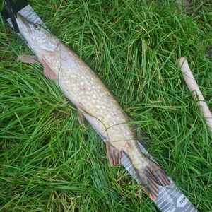 Northern Pike