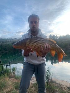 Common Carp