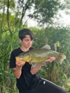 Tench
