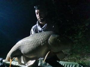 Common Carp