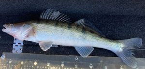Zander