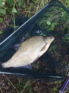 Common Bream