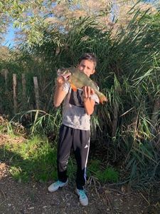European Perch