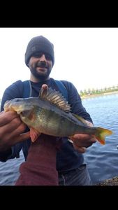 European Perch