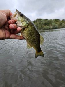 Smallmouth Bass