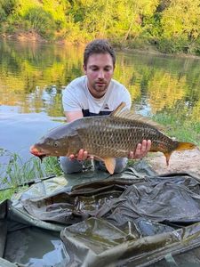 Silver Carp