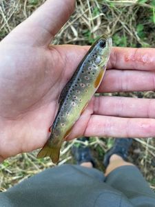 Brown Trout
