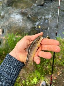 Brown Trout