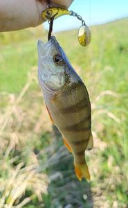 European Perch
