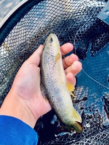 Brown Trout