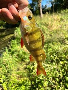 European Perch