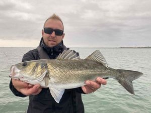European Bass (Seabass)