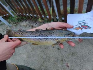 Brown Trout