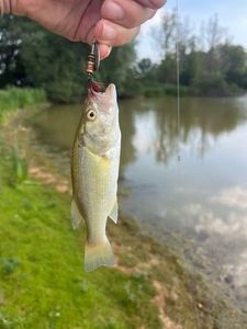 Largemouth Bass