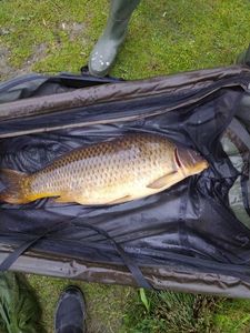Common Carp