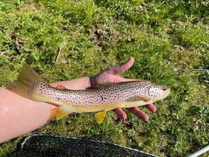 Brown Trout