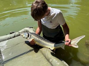 Sturgeon
