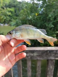 European Perch