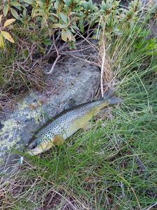 Brown Trout