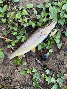 Brown Trout