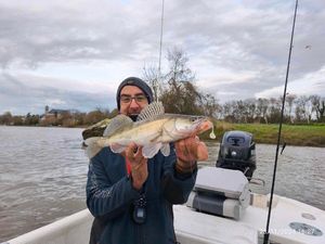 Zander