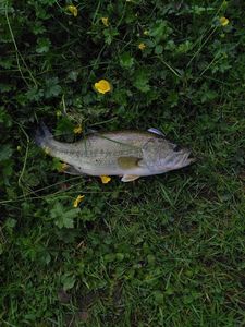 Largemouth Bass