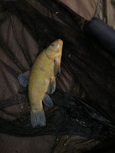 Tench