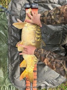 Leather Carp