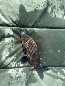 Crucian Carp