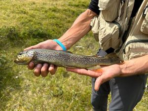 Brown Trout