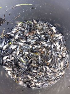 Black Bullhead
