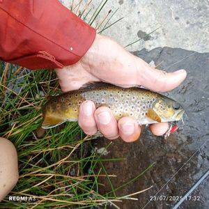 Brown Trout