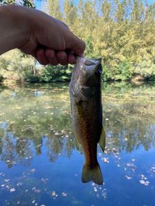 Largemouth Bass