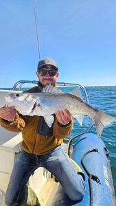 European Bass (Seabass)