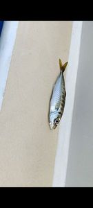 Atlantic Horse Mackerel
