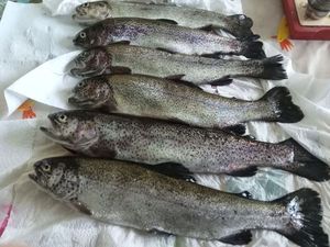 Rainbow Trout