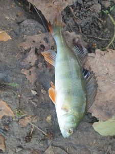 European Perch