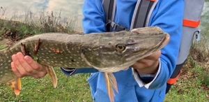 Northern Pike