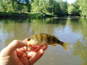 European Perch