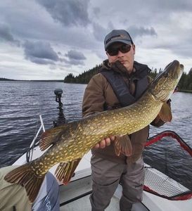 Northern Pike