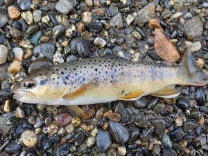 Brown Trout