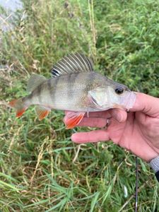 European Perch