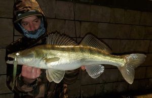 Zander