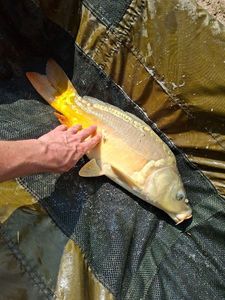 Mirror Carp