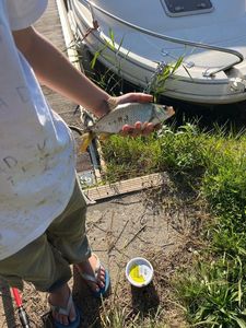 Common Bream