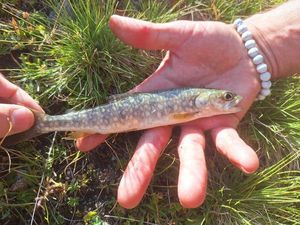 Lake Trout